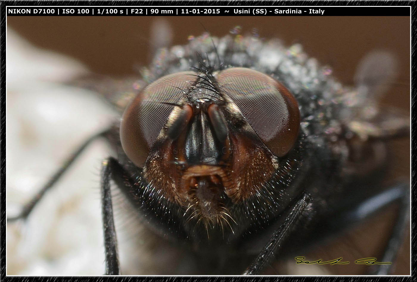 Maschio di Calliphora vicina